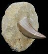 Mosasaur (Mosasaurus) Tooth In Rock #60167-1